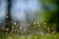 Meadow Closeup with blurred copyspace