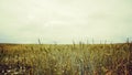 Meadow with cloudy sky Royalty Free Stock Photo