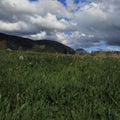 Meadow and cloudy sky in Pyrennes. Royalty Free Stock Photo