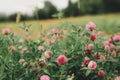 Meadow clover amid forests and edges of the sky