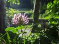 Meadow clover in the back light