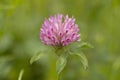 Meadow clover flower. Zailiyskiy Alatau Royalty Free Stock Photo