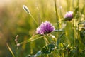 Meadow clover with dew drops