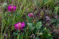 meadow clover, pink, red clover flower on background of green meadow