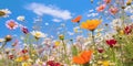 Meadow of colorful flowers in summer, seen from below, wildflowers, vibrant colors, warm tones created with ai Royalty Free Stock Photo