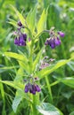In the meadow, the comfrey (Symphytum officinale) is blooming Royalty Free Stock Photo