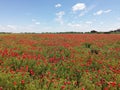 Meadow of common poppy -  Papaver rhoeas. Beautiful landscape, horizon and blue sky in the background Royalty Free Stock Photo