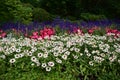 Meadow of common zinnia and other flowers Royalty Free Stock Photo