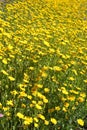 Corn marigold wild flowers