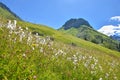 Meadow with cotton grass, mountain landscape grisons switzerland Royalty Free Stock Photo