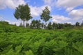 Meadow covered by Eagle fern plants with birches and cloudy sky