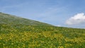 Meadow covered with yellow flowers with blue sky and white clouds. Royalty Free Stock Photo