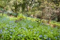 Meadow covered with Forget-me-not Myosotis sylvatica wildflowers, San Francisco bay area, California