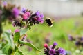 Meadow covered by Lungwort flowers pollinated by bumblebees. Pulmonaria officinalis known as lungwort, Mary`s tears