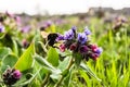 Meadow covered by Lungwort flowers pollinated by bumblebees. Pulmonaria officinalis known as lungwort, common lungwort Royalty Free Stock Photo
