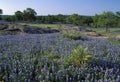 Meadow covered with Lupine