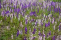 Meadow covered with pink, purple, blue and white flowers of Delphinium grandiflorum