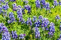 Meadow covered in Sky Lupine Lupinus nanus wildflowers, North Table Ecological Reserve, Oroville, California