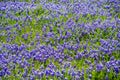 Meadow covered in Sky Lupine Lupinus nanus wildflowers, North Table Ecological Reserve, Oroville, California