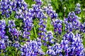 Meadow covered in Sky Lupine Lupinus nanus wildflowers, North Table Ecological Reserve, Oroville, California