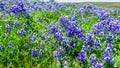 Meadow covered in Sky Lupine Lupinus nanus wildflowers, North Table Ecological Reserve, Oroville, California