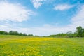 A meadow covered with yellow flowers and a blue sky with white clouds. Beautiful panorama Royalty Free Stock Photo