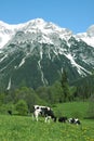 Meadow with cows