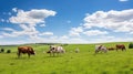 meadow cows field Royalty Free Stock Photo