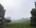 misty meadow with cows in french natural park boucles de la seine between rouen and le havre in summer Royalty Free Stock Photo