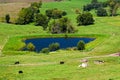 Meadow with cows and pool