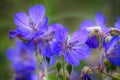 Meadow Crane (Geranium pratense) on meadows in middle of summer Royalty Free Stock Photo