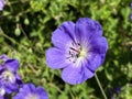 The meadow crane`s-bill Geranium pratense, Meadow geranium, Der Wiesen-Storchschnabel, Blaues Schnabelkraut or Dolinska iglica