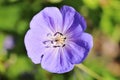 The meadow crane`s-bill or meadow geranium Geranium pratense