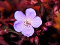 Meadow Cranesbill - Geranium pratense 'Dark Reiter' Royalty Free Stock Photo