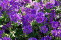 meadow of cranesbill Johnson's Blue Geranium flower Royalty Free Stock Photo
