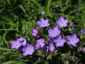 Meadow cranesbill, purple wildflower growing in Switzerland Royalty Free Stock Photo