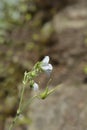 Meadow cranesbill Splish Splash Royalty Free Stock Photo