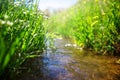 Meadow creek with green grass