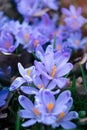 Free Stock Photo 7893 Carpet of purple crocus | freeimageslive