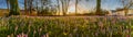 Meadow with crocuses in spring in the city. View of the medow covered with wild purple crocuses in the town.Spring wild flowers in Royalty Free Stock Photo