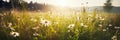 Meadow with daisies in the sunshine as a panorama, Generative AI Royalty Free Stock Photo