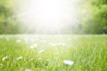 Meadow With Daisy Flowers, Copy Space, Sun And Sunshine Royalty Free Stock Photo