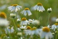 Meadow with daisy flowers on green lush background Royalty Free Stock Photo