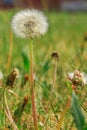 Withered dandelion blowball with seeds on meadow