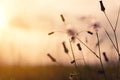 Meadow dandelion flowers in field on orange sunset Royalty Free Stock Photo