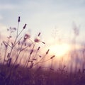 Meadow dandelion flowers in field on orange sunset Royalty Free Stock Photo