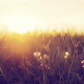 Meadow dandelion flowers in field on orange sunset Royalty Free Stock Photo