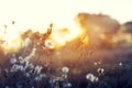 Meadow dandelion flowers in field on orange sunset. Royalty Free Stock Photo