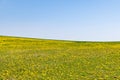 Meadow of dandelion wild flowers