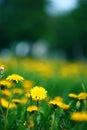 Meadow with dandelions